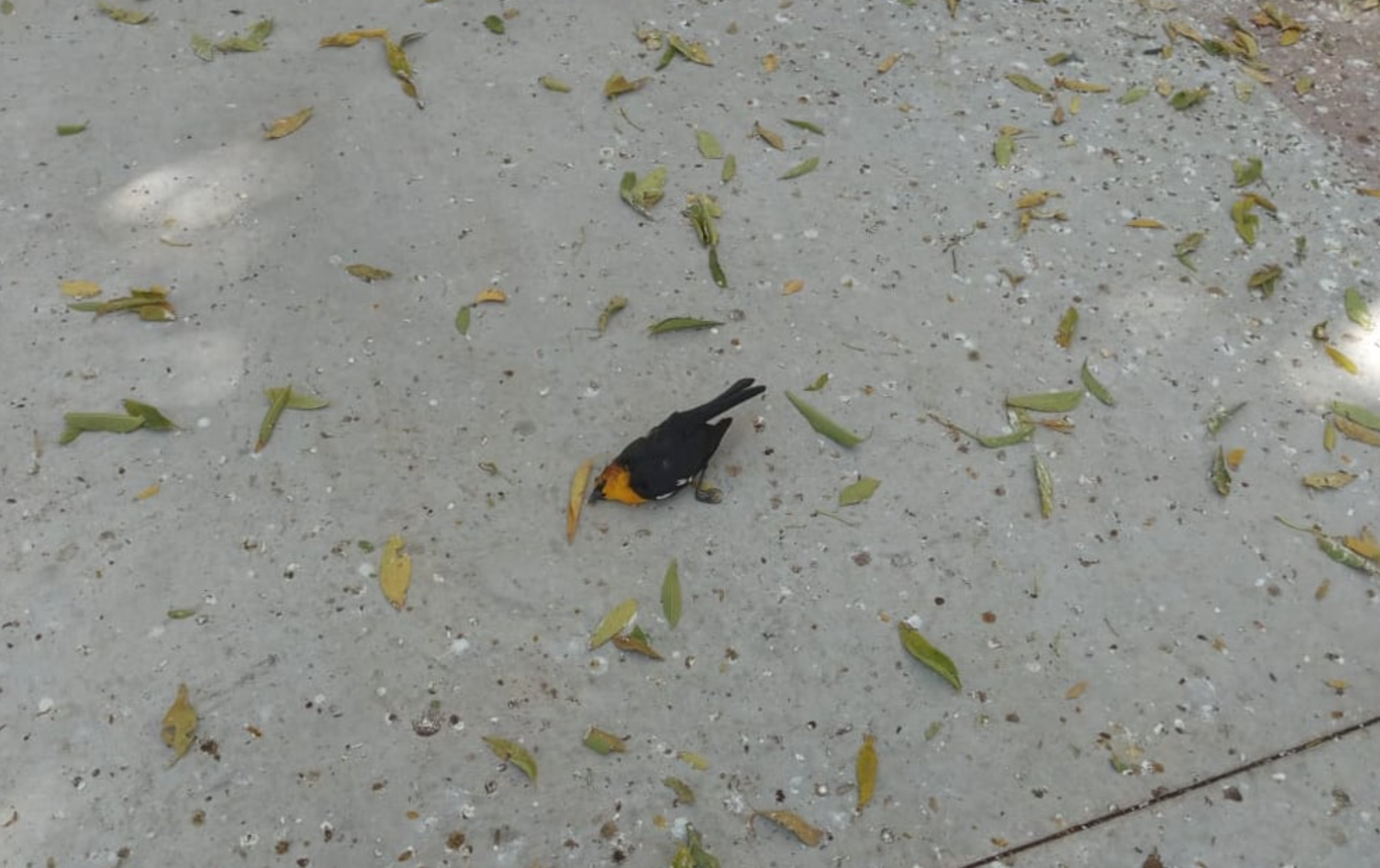 Pirotecnia provoca muerte de aves en Yucatán